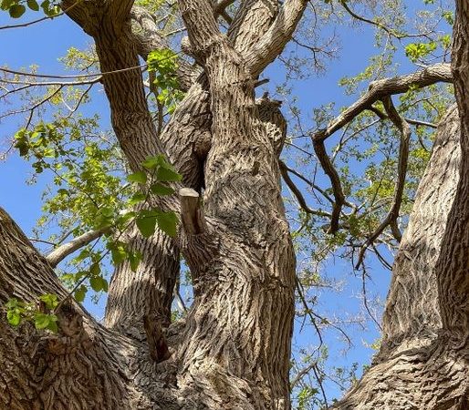 a guide to becoming an elm tree