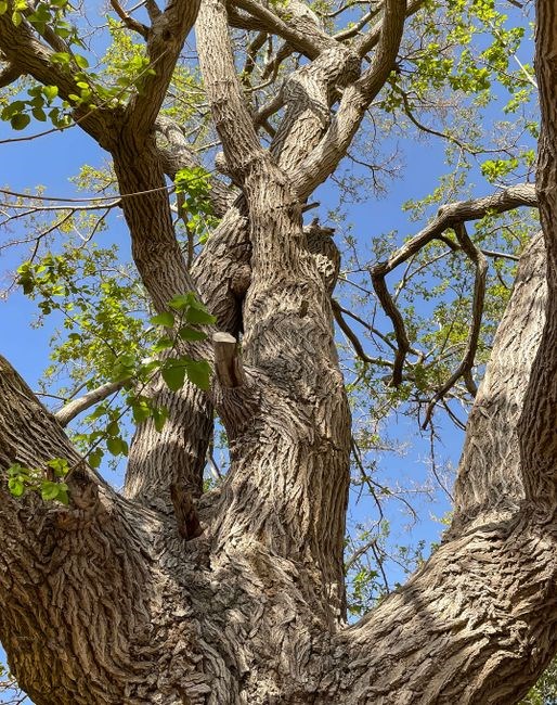 a guide to becoming an elm tree